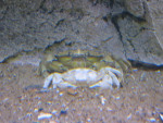 strandkrab verschaald